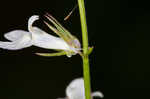 Pale lobelia